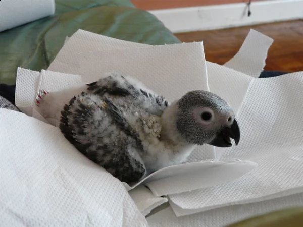 due pappagalli cenerini dalla coda rossa | Foto 6