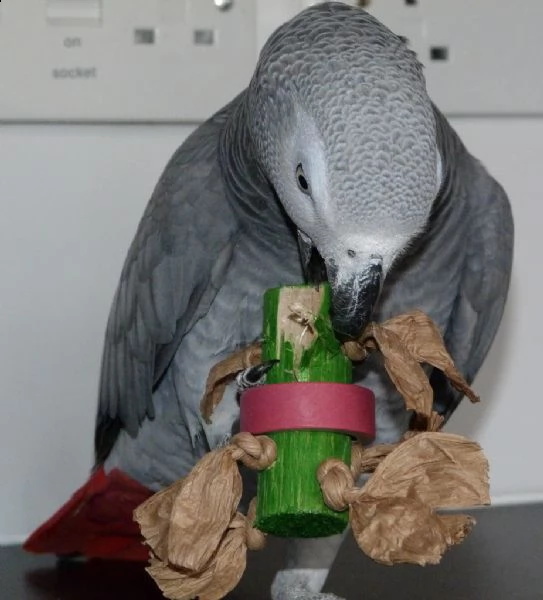 due pappagalli cenerini dalla coda rossa | Foto 5