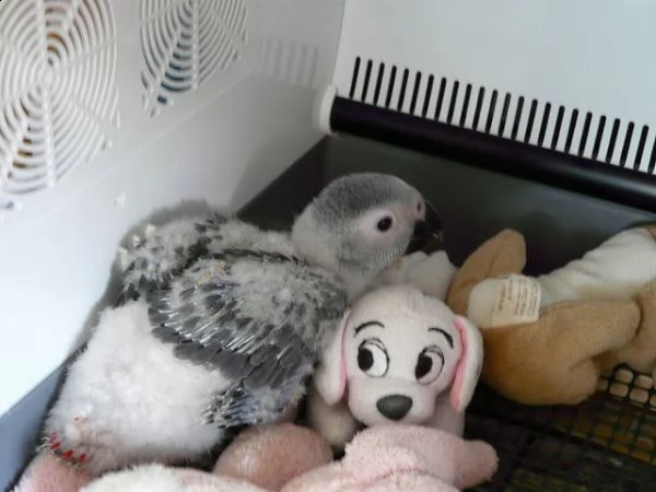 due pappagalli cenerini dalla coda rossa | Foto 4