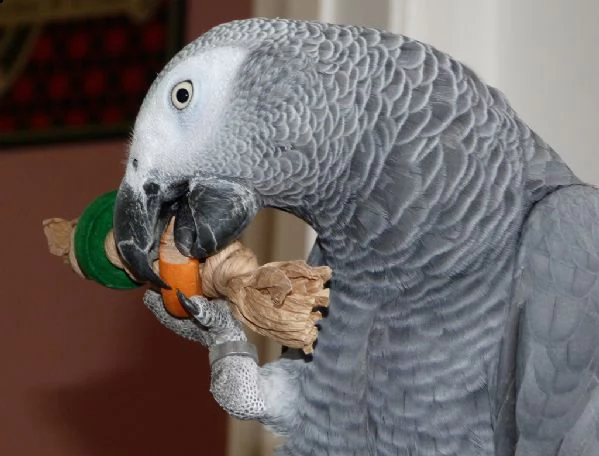 due pappagalli cenerini dalla coda rossa | Foto 3