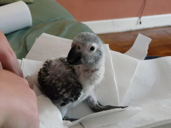 due pappagalli cenerini dalla coda rossa | Foto 2