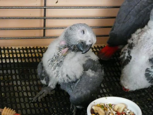 due pappagalli cenerini dalla coda rossa | Foto 1