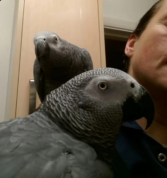 due pappagalli cenerini dalla coda rossa | Foto 0