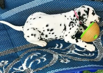 stupendi cuccioli di dalmata | Foto 0