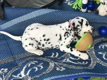 stupendi cuccioli di dalmata