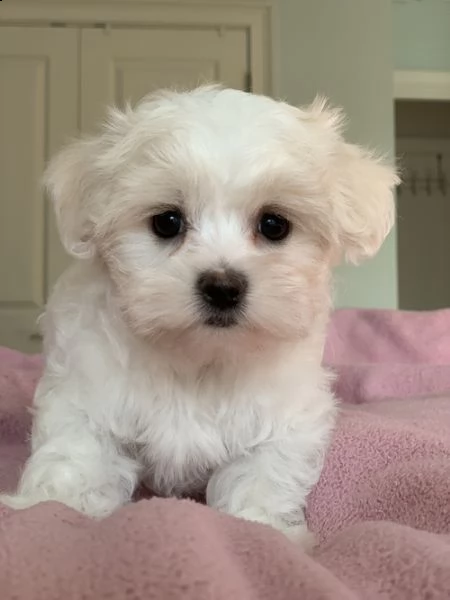 regalo adorabili cuccioli  maltese
