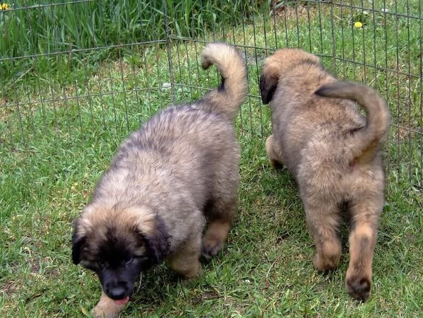 bellissimi cuccioli di loenberger