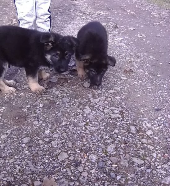 pastore tedesco pronto per il reinserimento | Foto 1