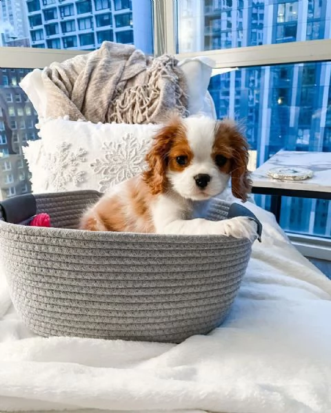 splendida cavalier king - bella e vito | Foto 1