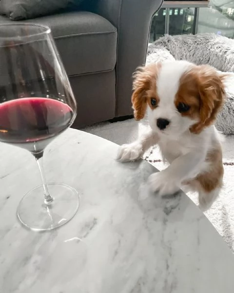 splendida cavalier king - bella e vito | Foto 0