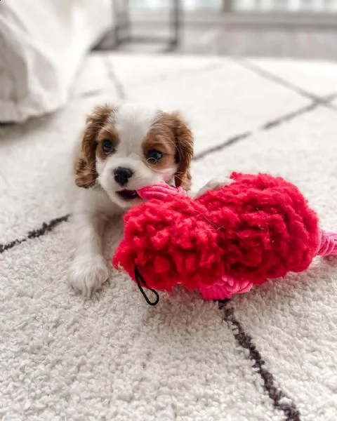 splendida cavalier king - bella e vito