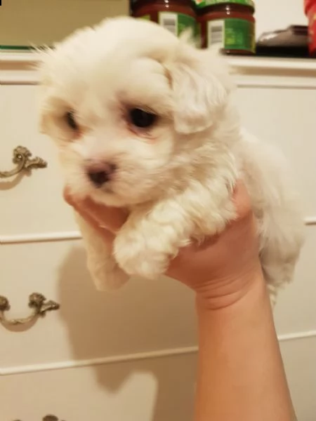cuccioli di maltese toy | Foto 0