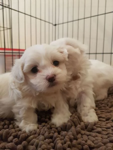 cuccioli di maltese toy