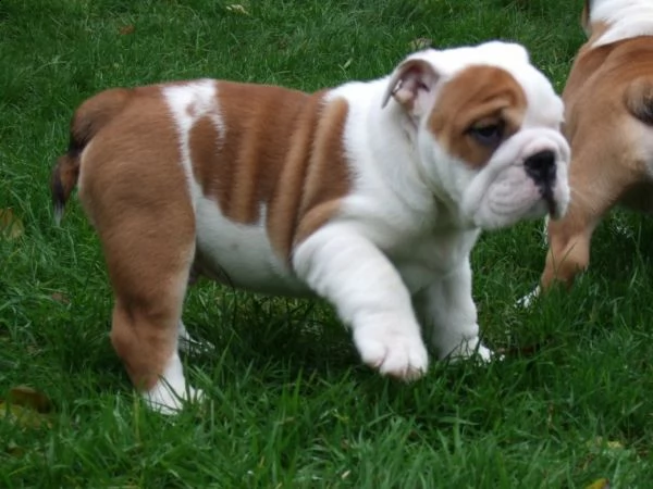 regalo bulldog inglese cuccioli disponibili,.,.,.,lk