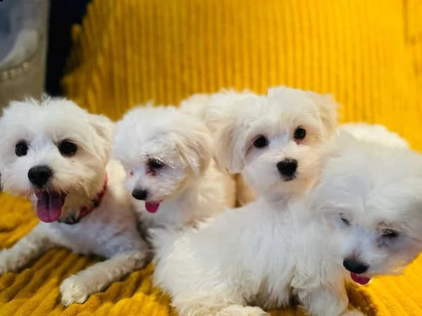  cuccioli maltesi maschi e femmine cercano urgentemente nuova famiglia (regalo)