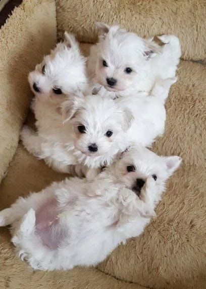 4 adorabili cuccioli maltesi 