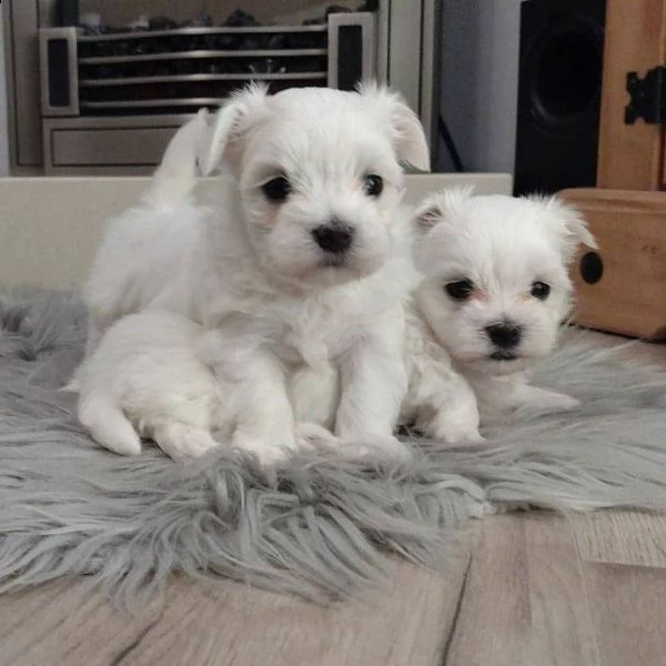 maltesi cuccioli tutti bianchi!!! | Foto 0
