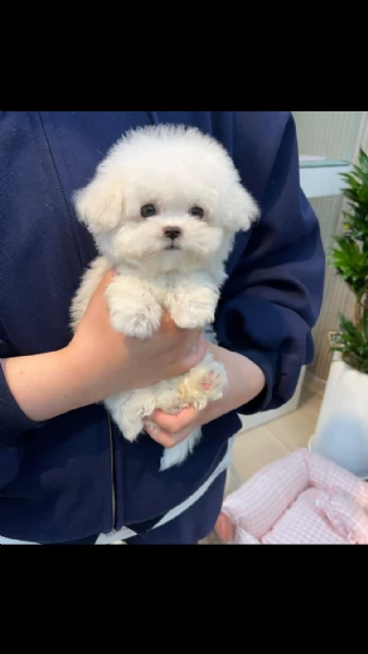 maltese 