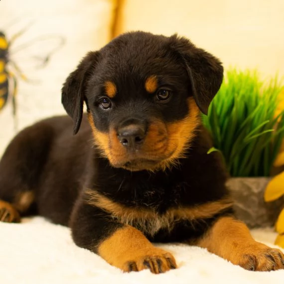  regarlo rottweiler cuccioli bellissima cucciolata cerca nuova famiglia, 4 maschi e 3 femmina, 60 gg
