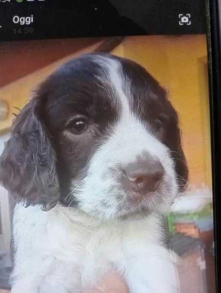 cuccioli springer spaniel