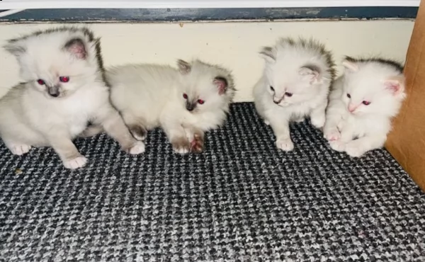 gattini ragdoll allevati in casa