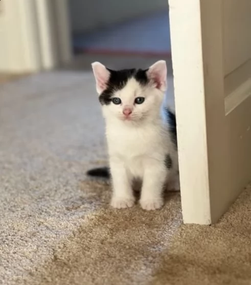 simpatici gattini british shorthair