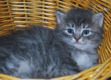 bellissimo gattino siberiano disponibile