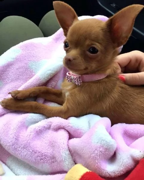 regalo chihuahua mini toy tutti miei nati in casa da genitori sempre di mia proprietà e tranquillame