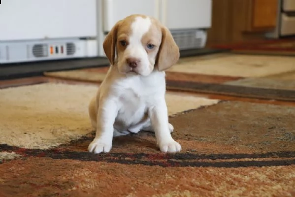  regalo beagle cuccioli meravigliosi ! 