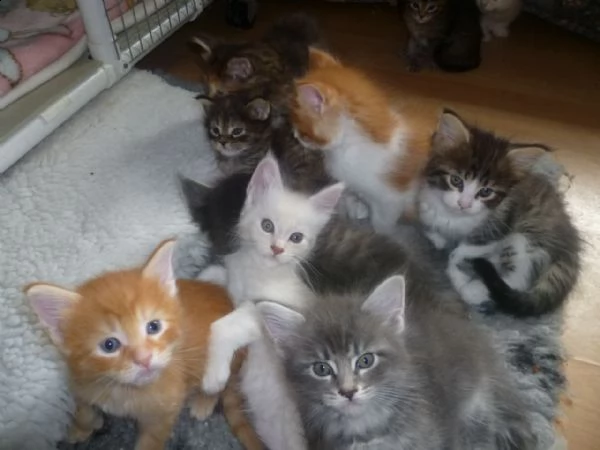  regalo splendido cuccioli maine coon   maschi e femmine di maine coon sia brown tabby che red tabby