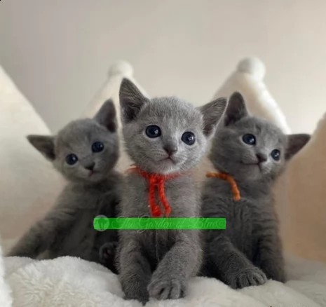 gattini blu di russia registrati