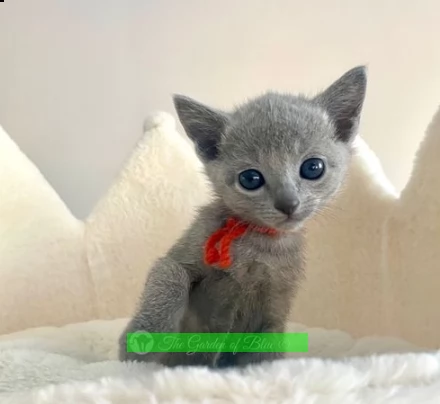 gattini blu di russia registrati | Foto 0