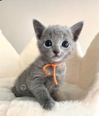 due bellissimi blue di russia gattini