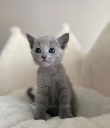 due bellissimi blue di russia gattini | Foto 0