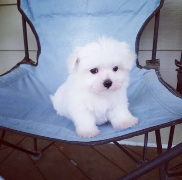 regalo  maltese mini toy