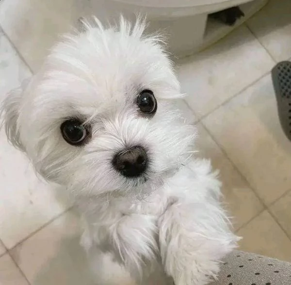 cuccioli di maltese disponibili per l'adozione | Foto 0