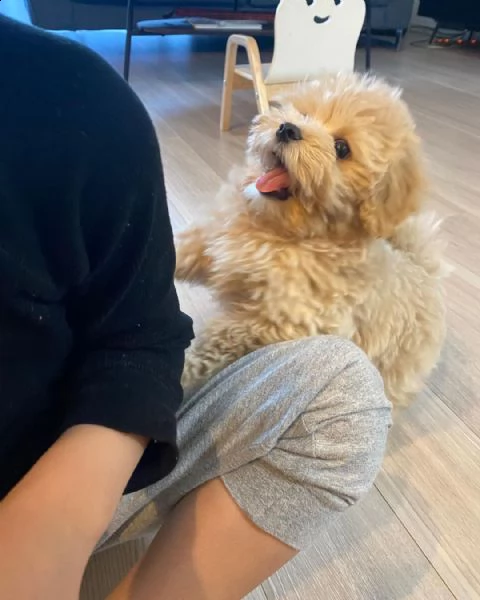 maltipoo 
