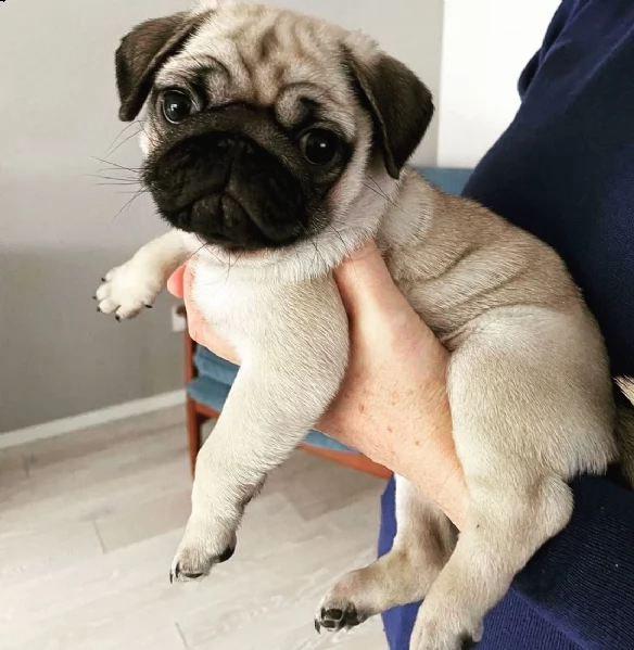 regalo carlino mini | Foto 0