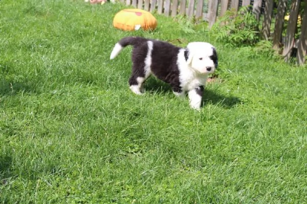 tre bellissimi cuccioli bobtail, altissima genealogia(m/f) | Foto 2
