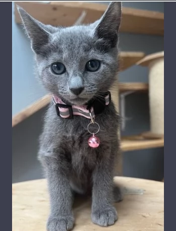 blue di russia maschi e femmine disponibili