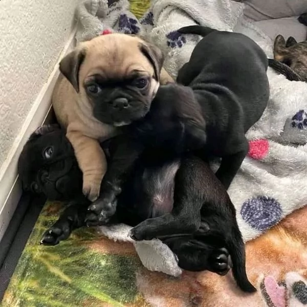cuccioli di carlino (+393509706299)