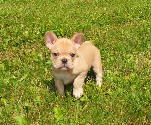 cucciolini di bouledogue francese