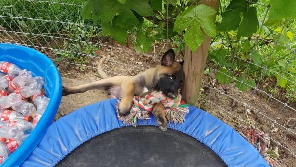 cuccioli di pastore belga malinois | Foto 6