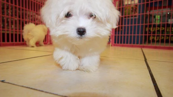 disponibili cuccioli di razza maltese | Foto 1