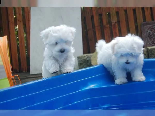disponibili cuccioli di razza maltese