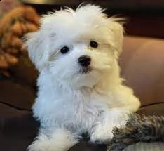 disponibili cuccioli di razza maltese | Foto 0