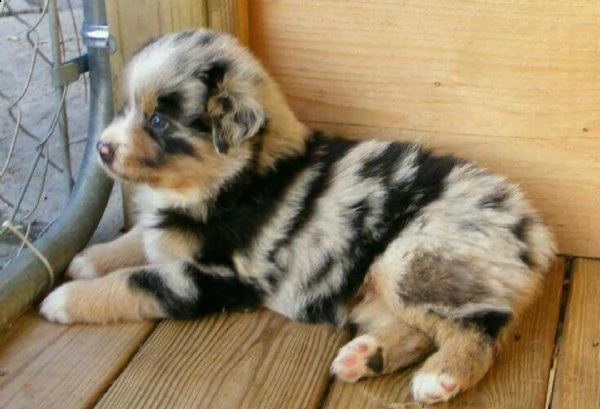  regalo adorabili cuccioli pastore australiano femminucce e maschietti gratuita i cuccioli sono vacc