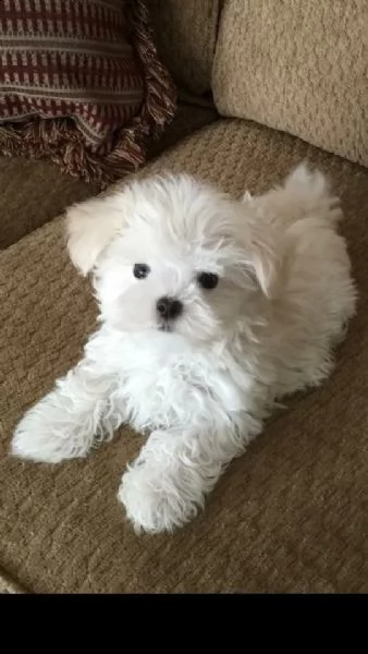 dolcissimi cuccioli di maltese affascinanti (+393509706299)
