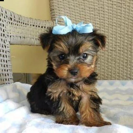 yorkie cuccioli maschi e femmine(+393509706299)