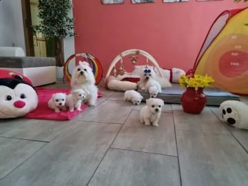 cuccioli di maltesi mini toy. 